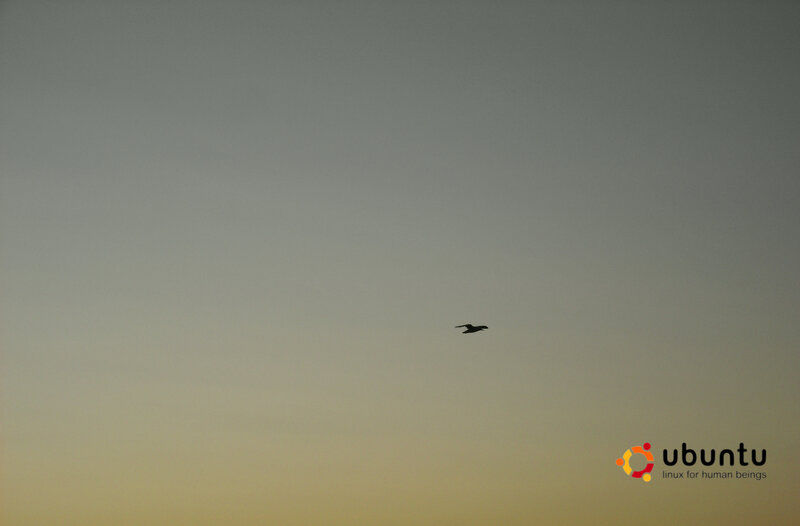 bird flying at dusk
