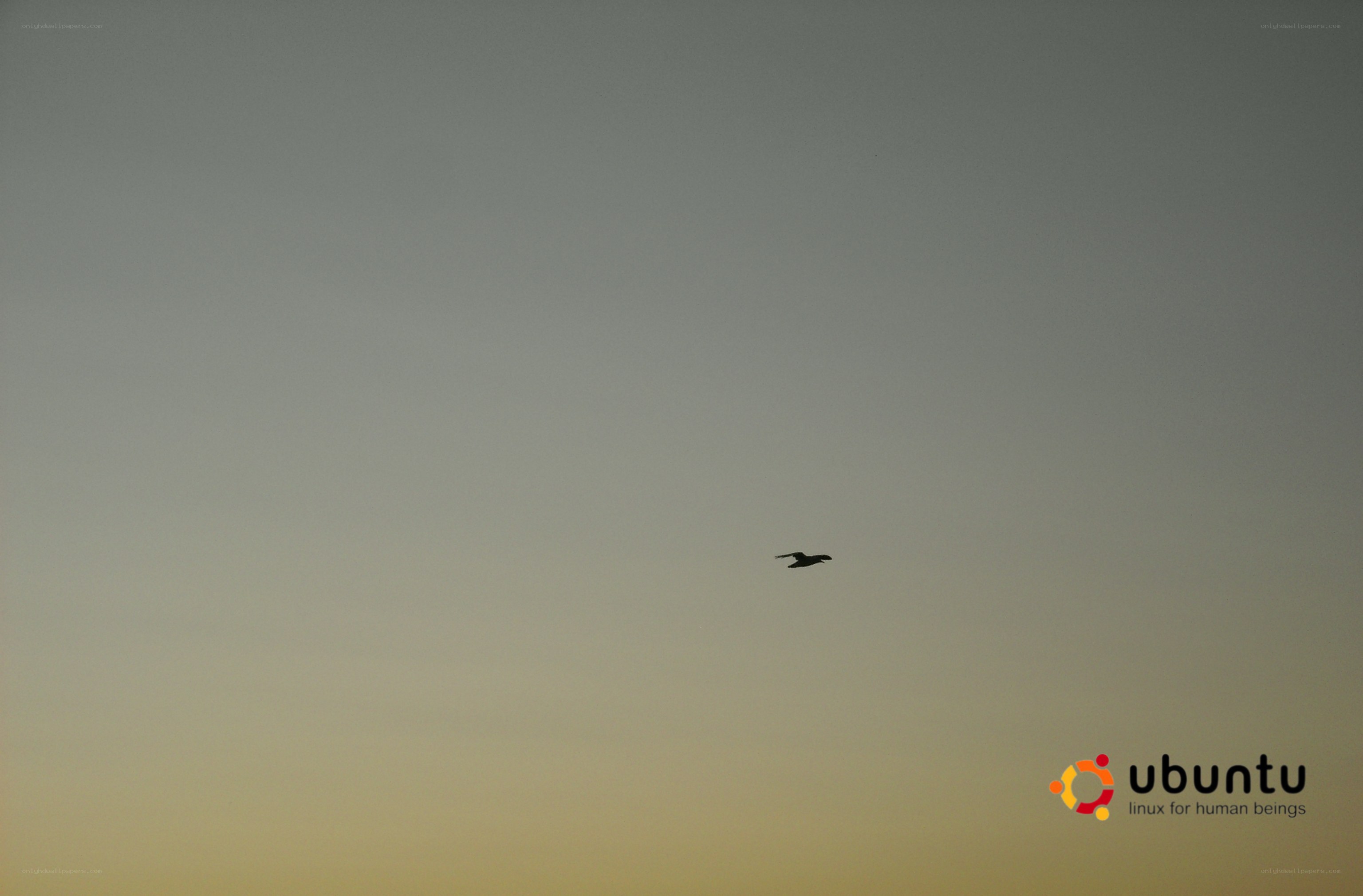 bird flying at dusk