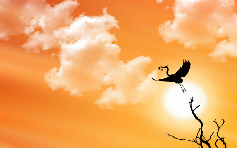 Bird flying at sunset
