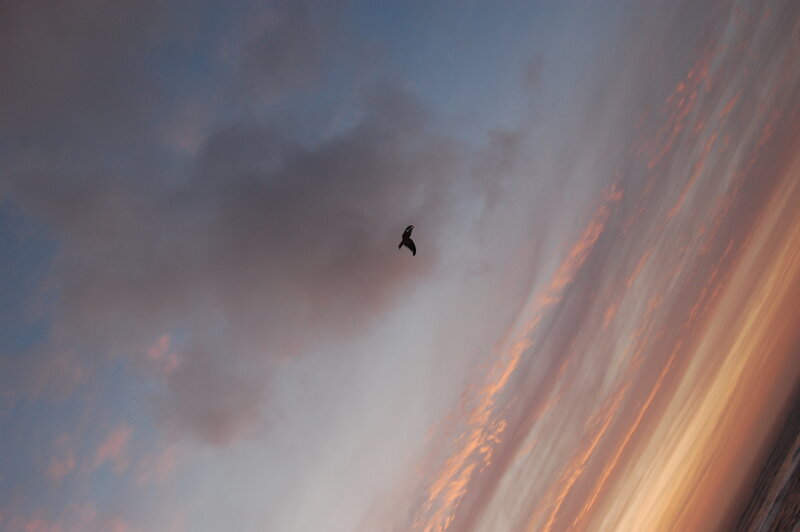 bird flying at sunset