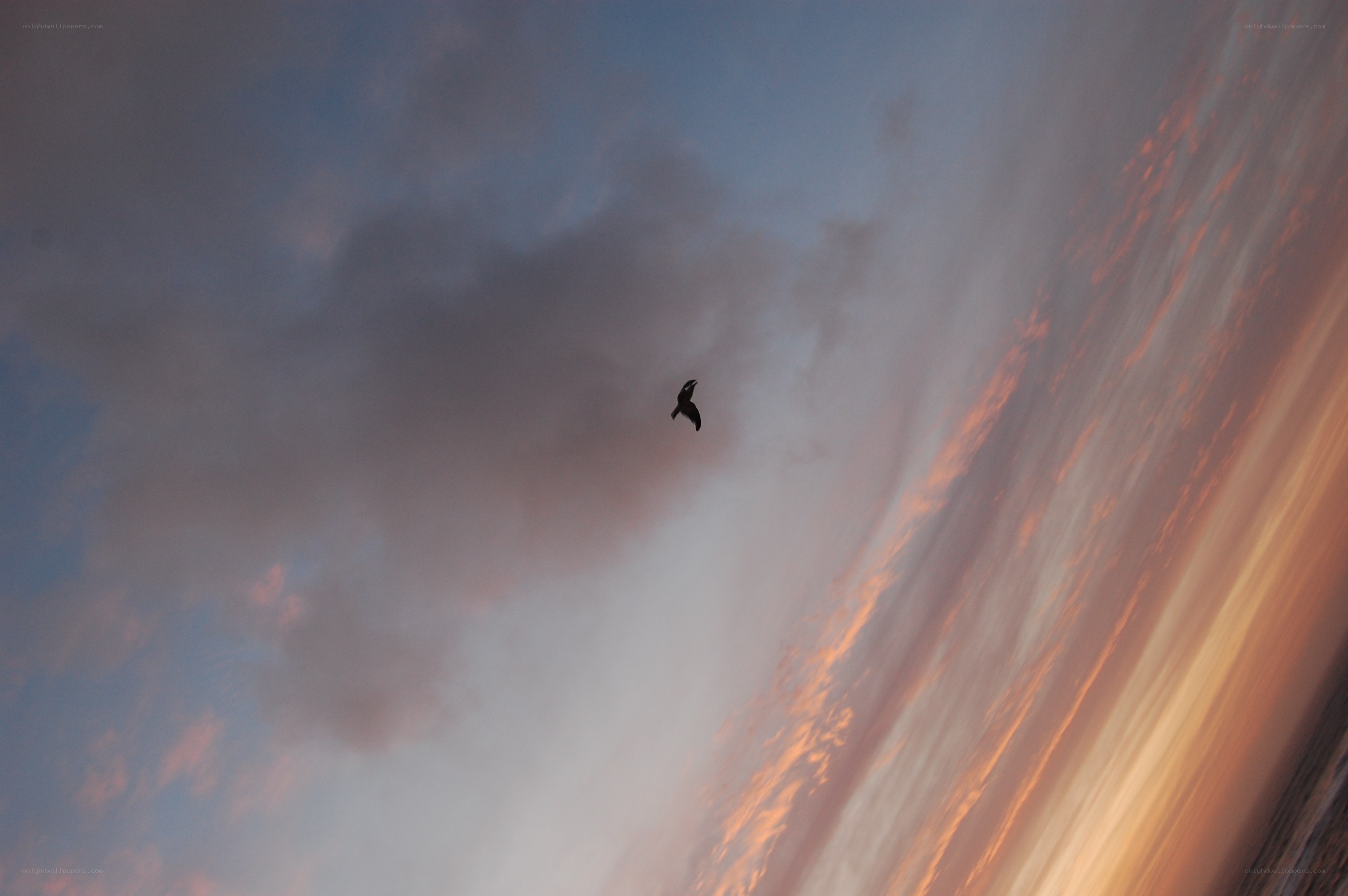 bird flying at sunset