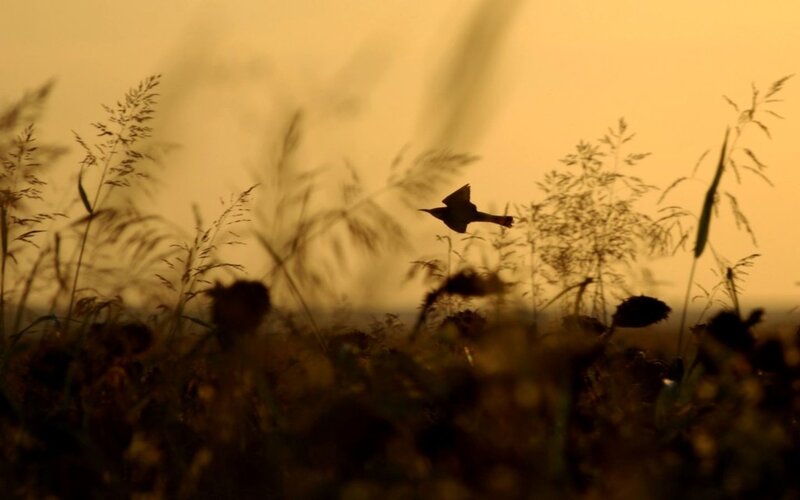 bird flying at sunset