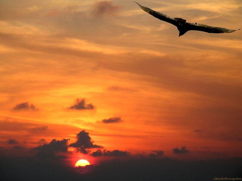Bird flying at sunset