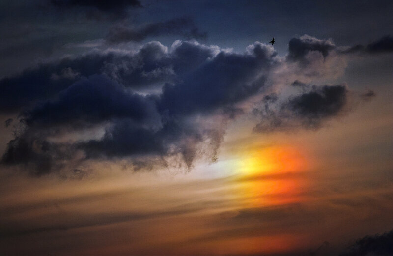 Bird Flying at Sunset — Orange, Dramatic, Photograph
