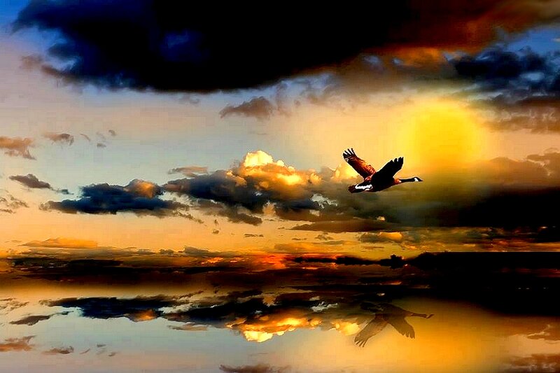 Bird Flying at Sunset — Orange, Dramatic