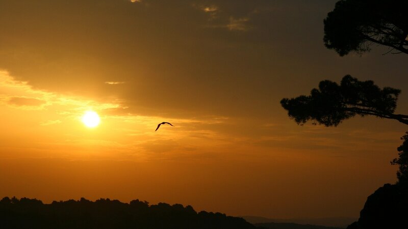 Bird Flying at Sunset — Orange, Serene, Photograph, Sun
