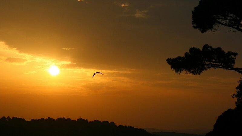 Bird Flying at Sunset — Orange, Serene, Photograph