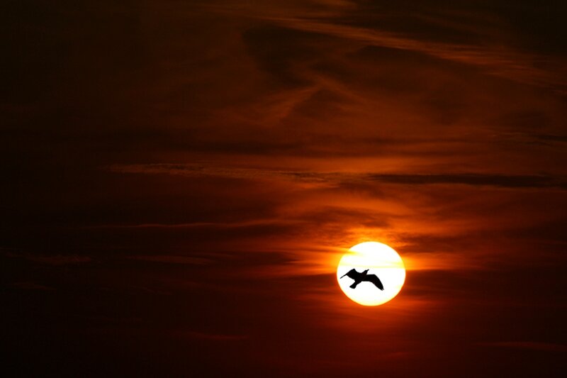 Bird Flying at Sunset — Orange