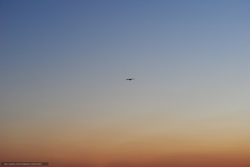 bird flying at sunset