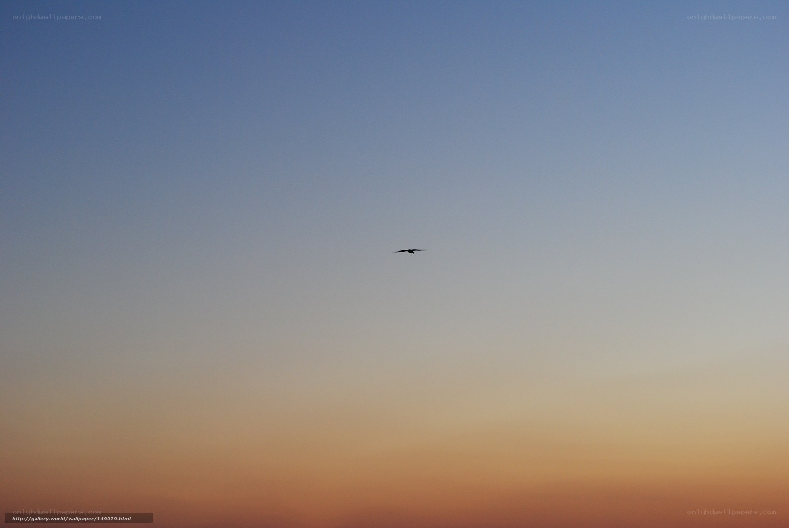 bird flying at sunset