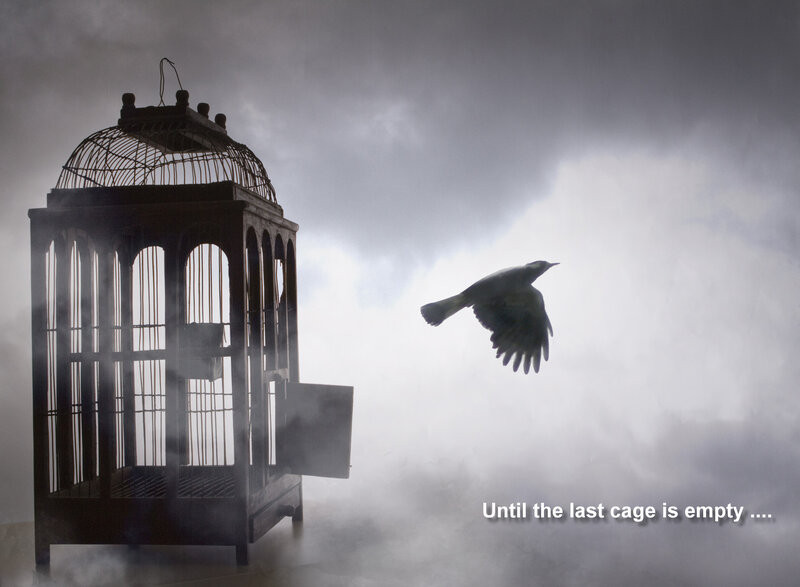 Bird Flying from Cage