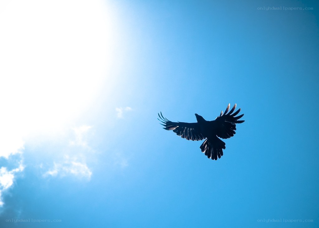 bird flying in blue sky