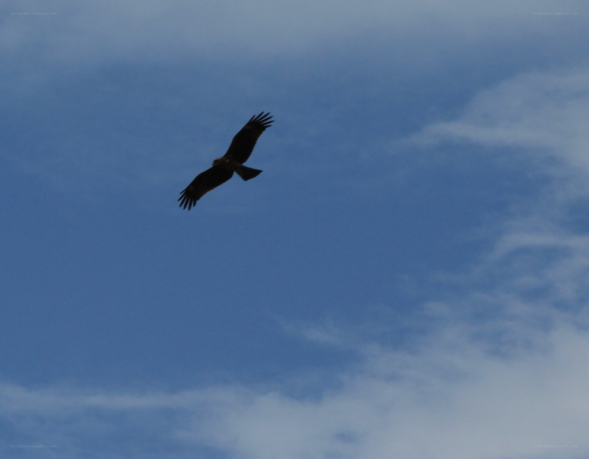 bird flying in blue sky