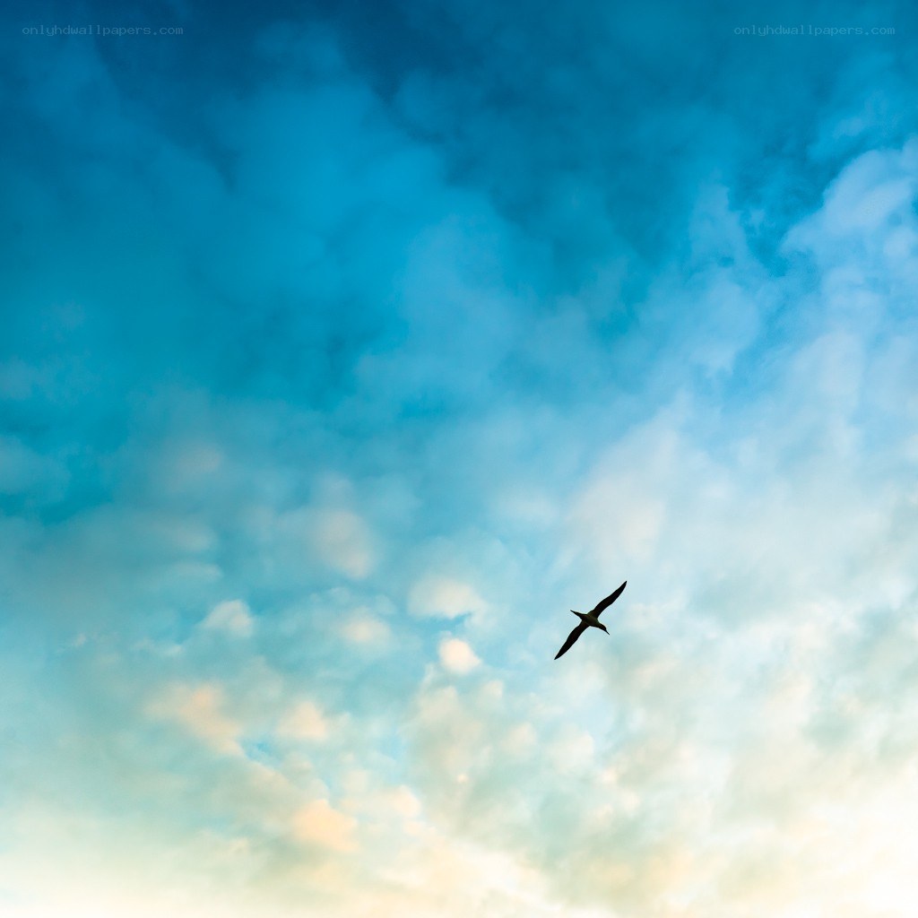 bird flying in blue sky