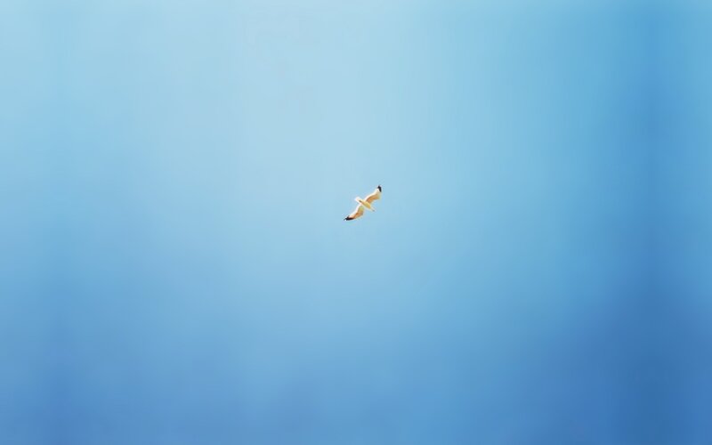bird flying in blue sky