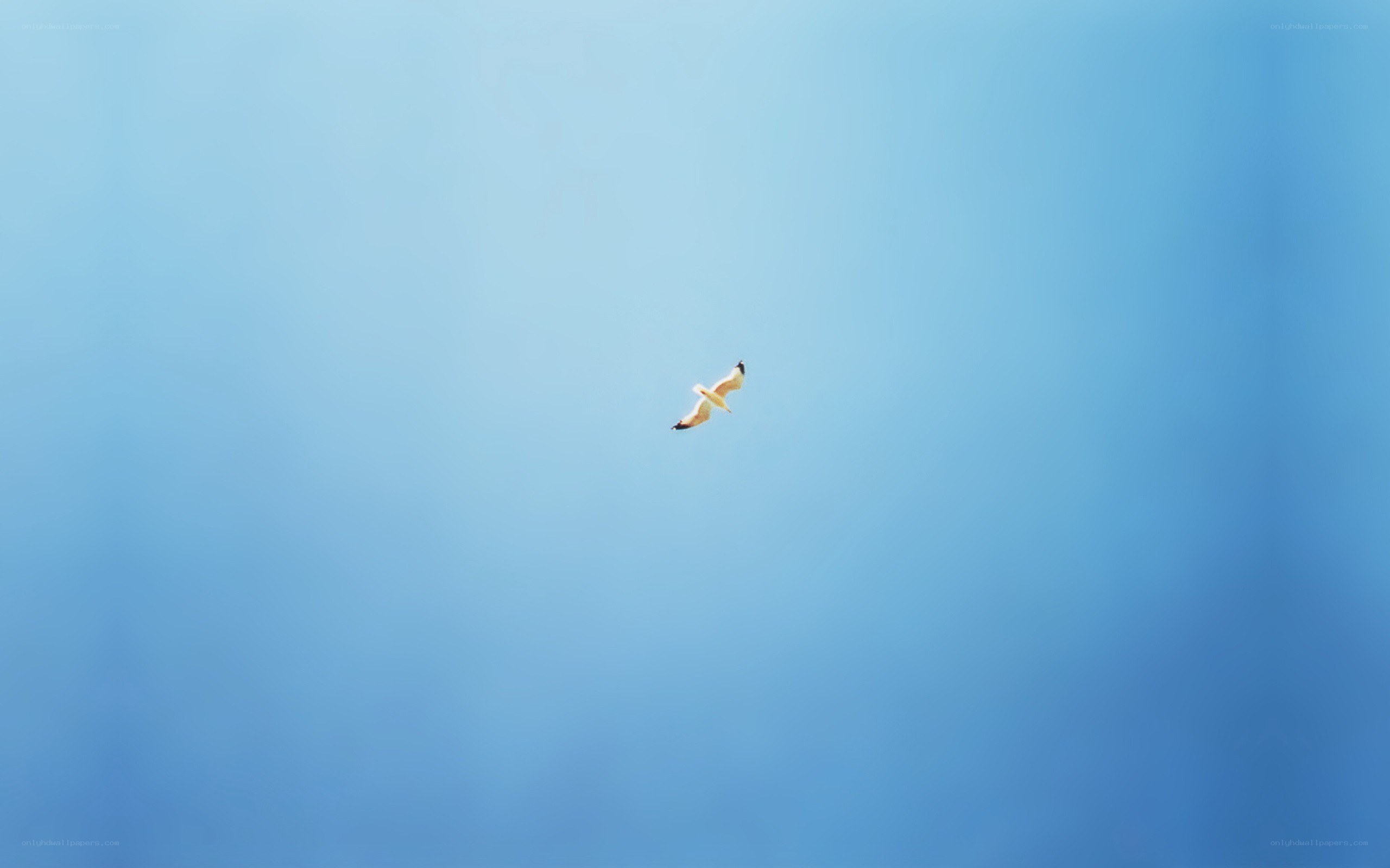 bird flying in blue sky