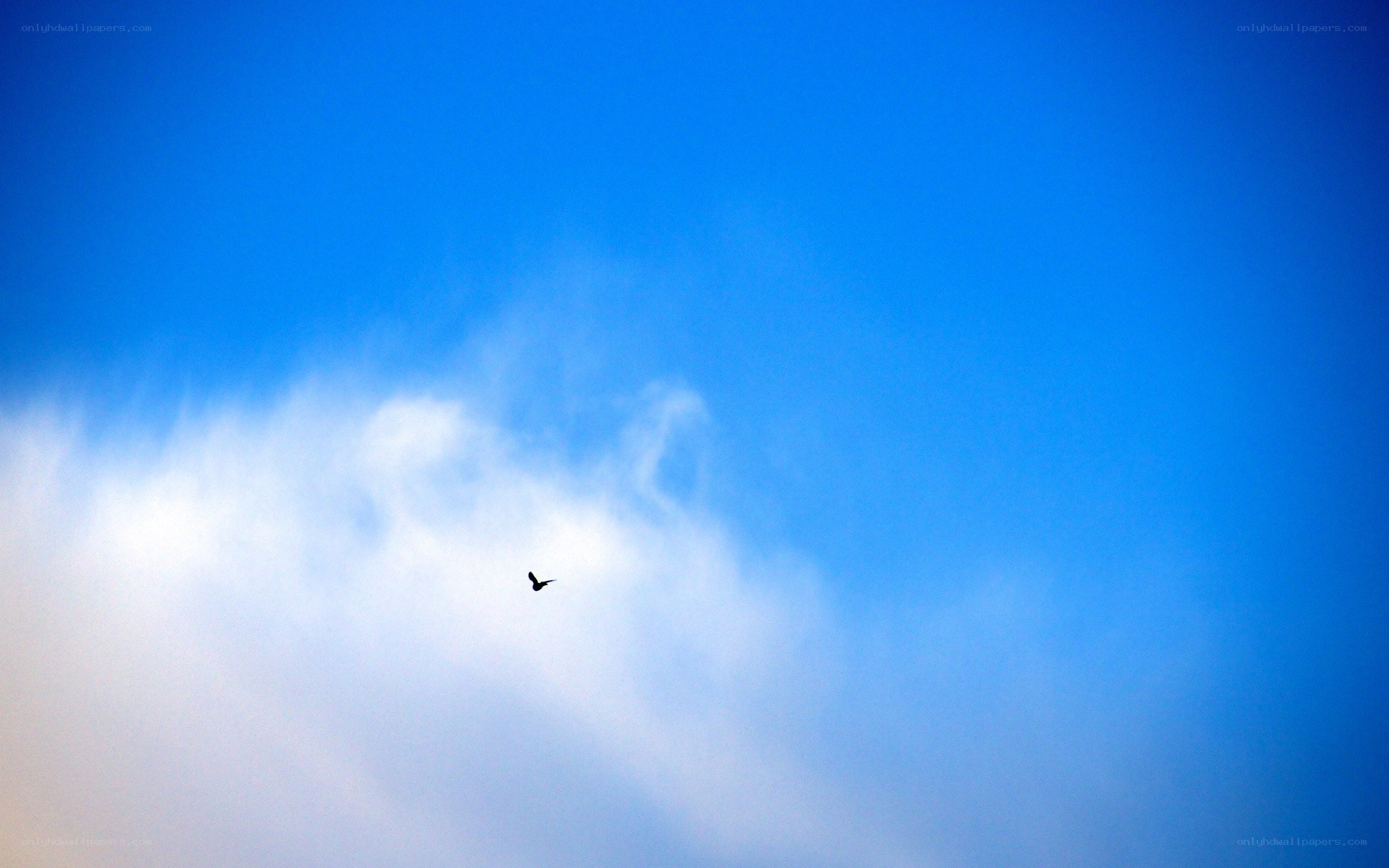 bird flying in blue sky