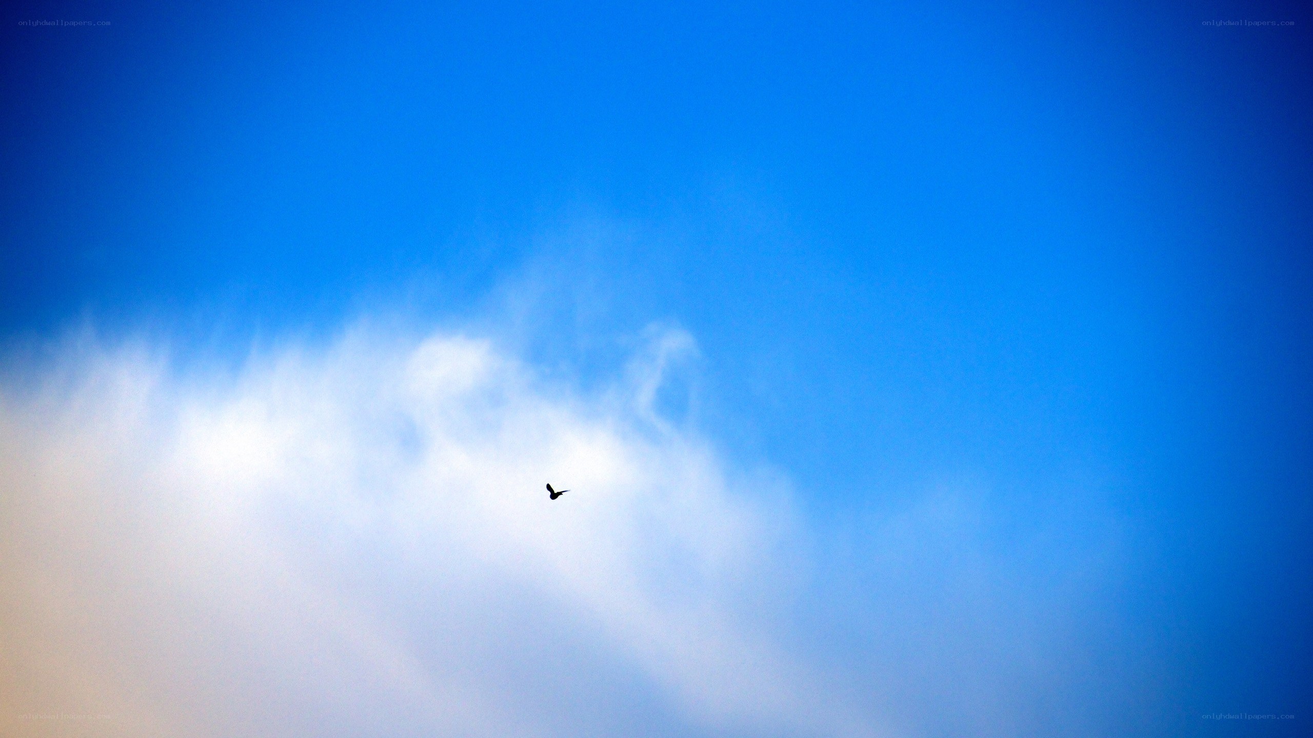 bird flying in blue sky