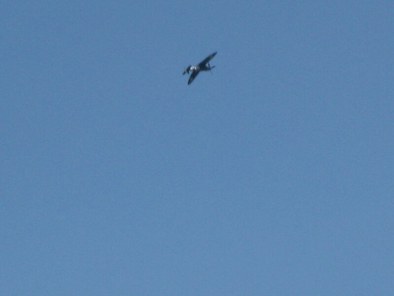bird flying in blue sky