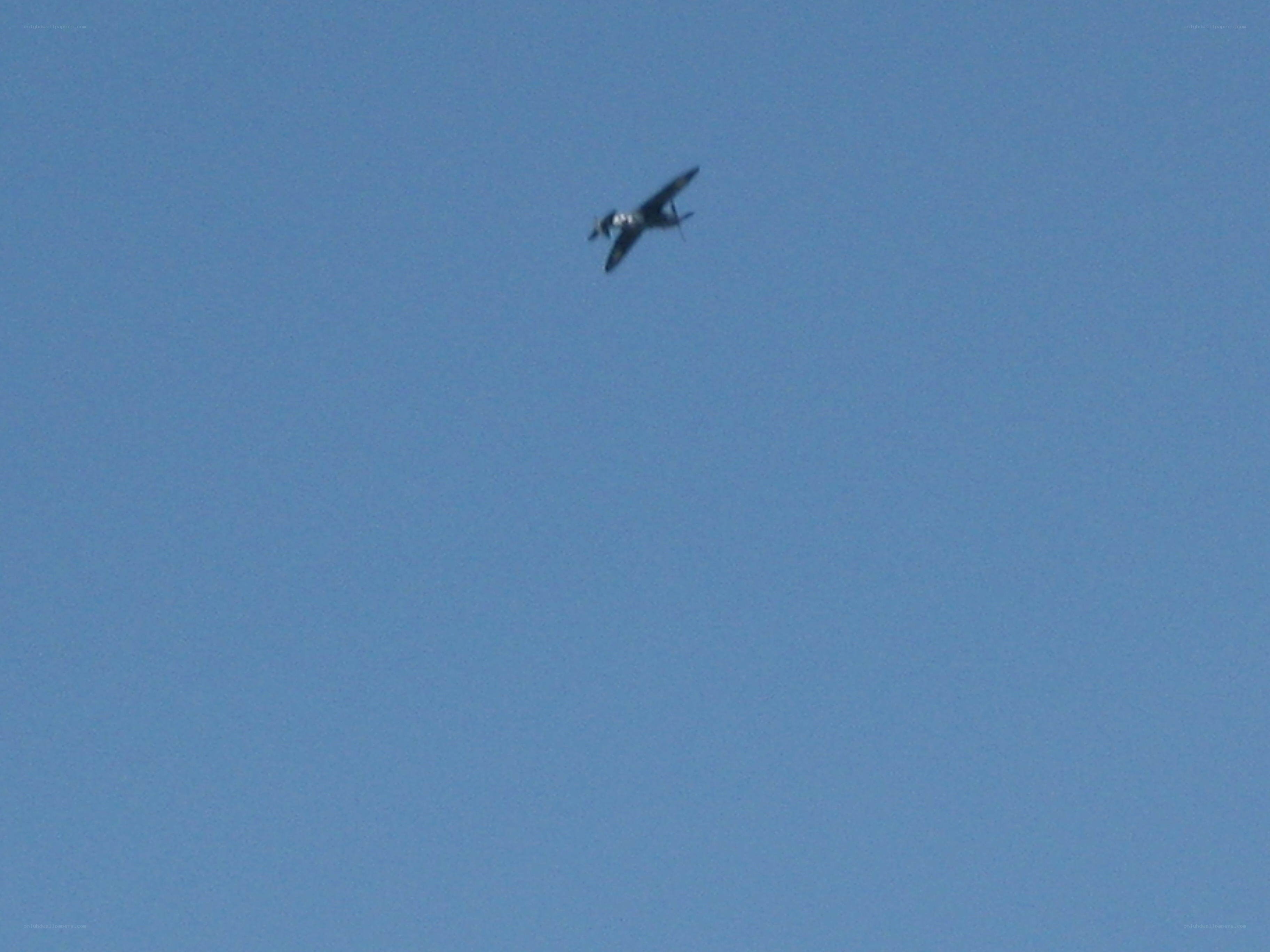 bird flying in blue sky
