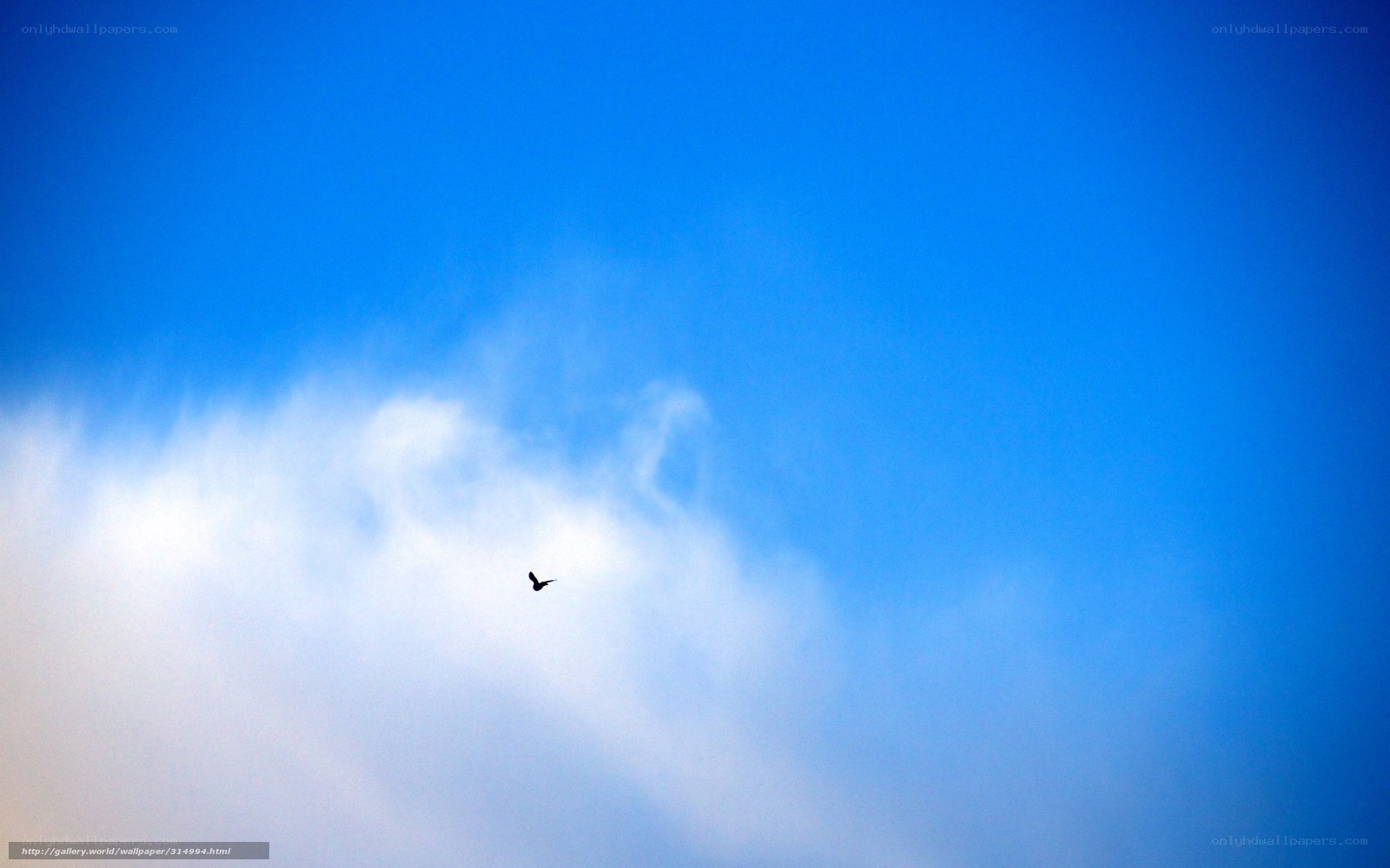 bird flying in blue sky
