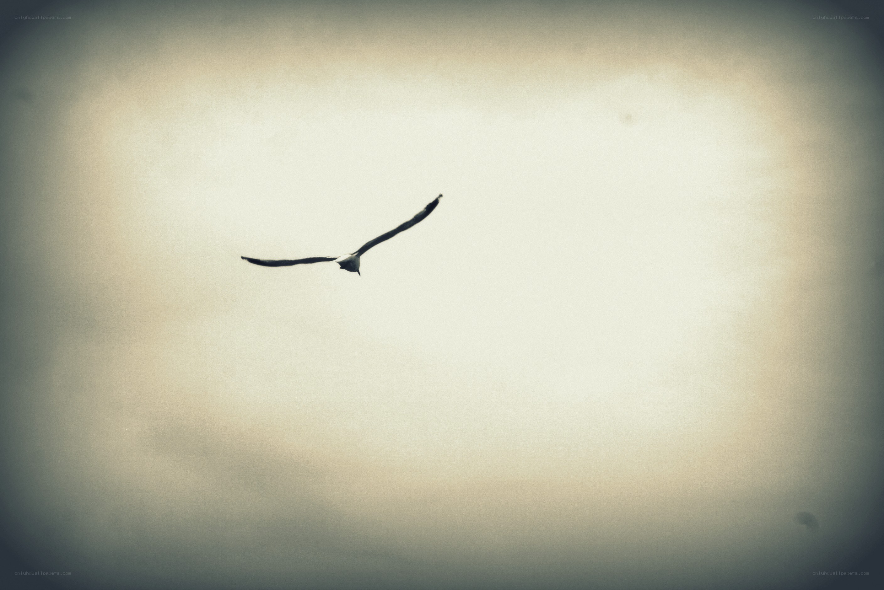 bird flying in cloudy sky