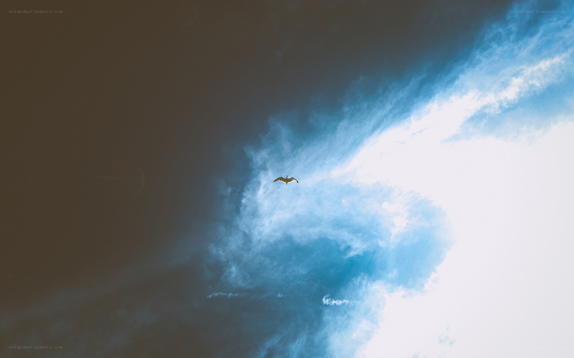 bird flying in cloudy sky