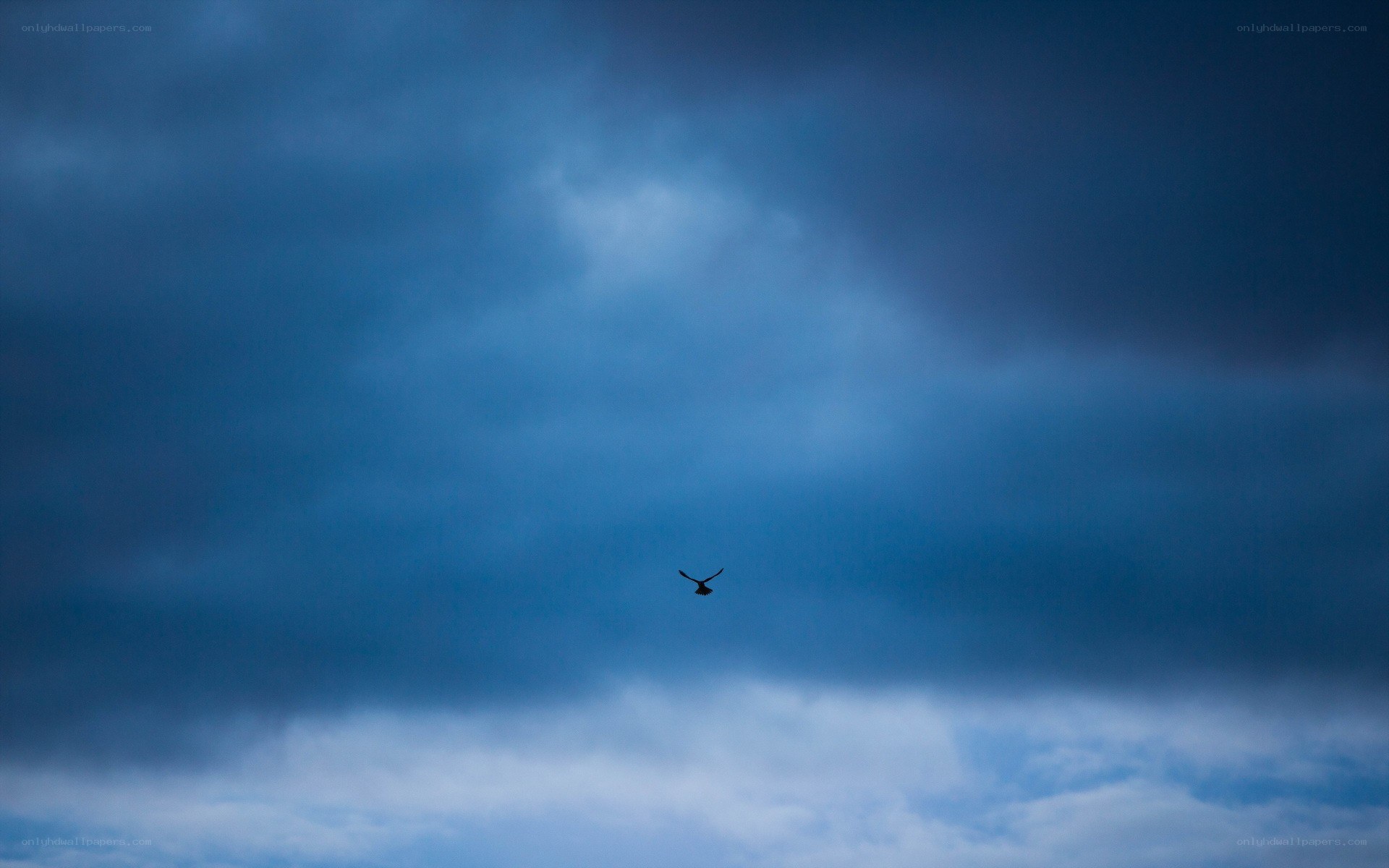 bird flying in cloudy sky
