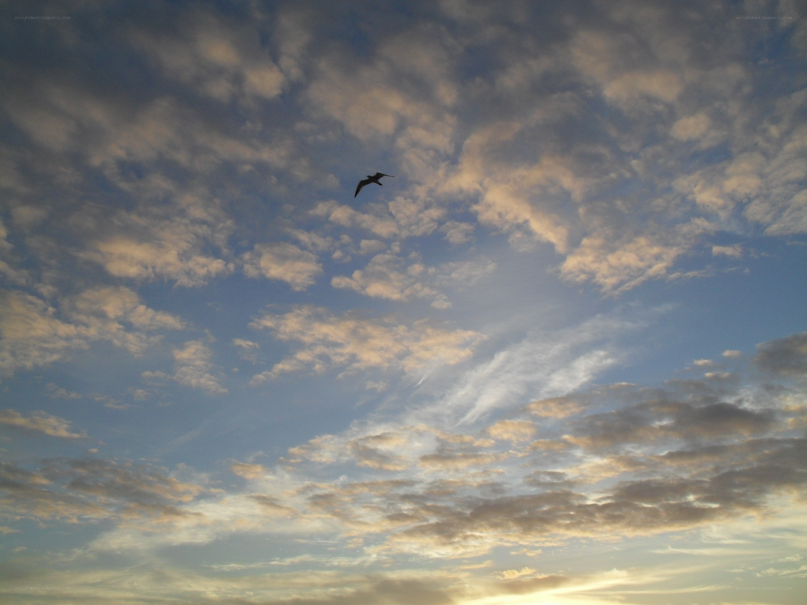 Bird flying in cloudy sky