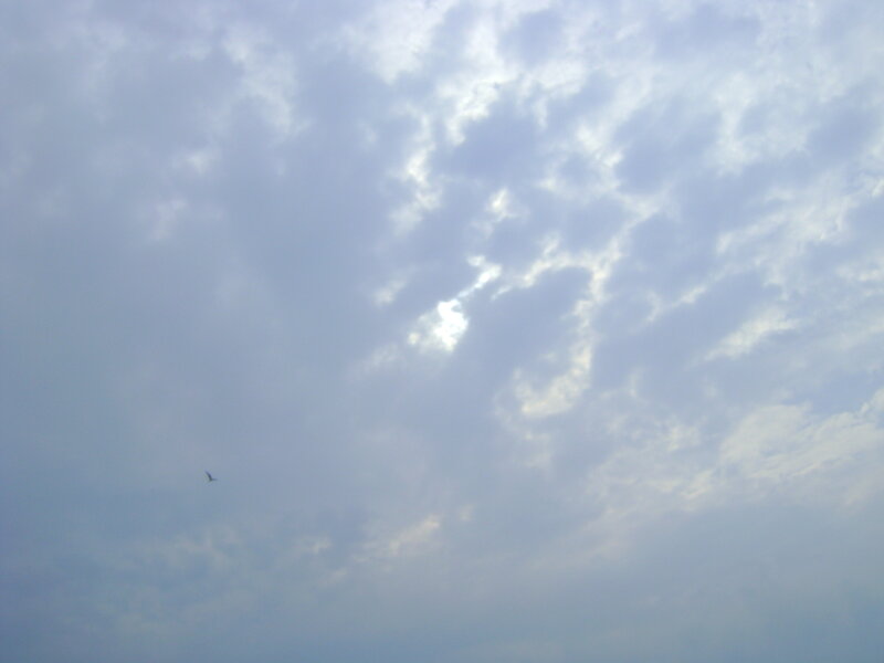 Bird Flying in Cloudy Sky — Blue, Calm