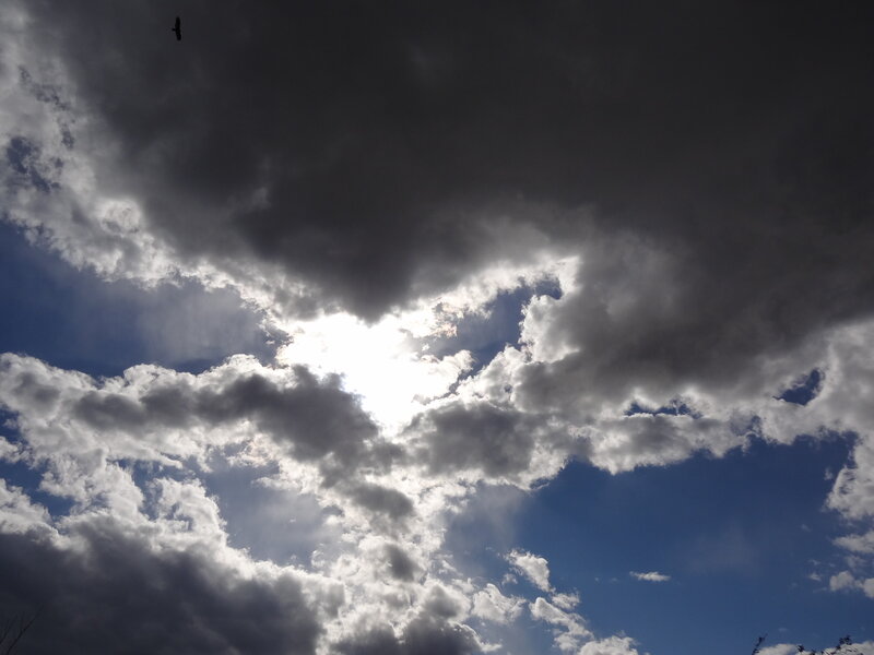 Bird Flying in Cloudy Sky — Blue, Dramatic