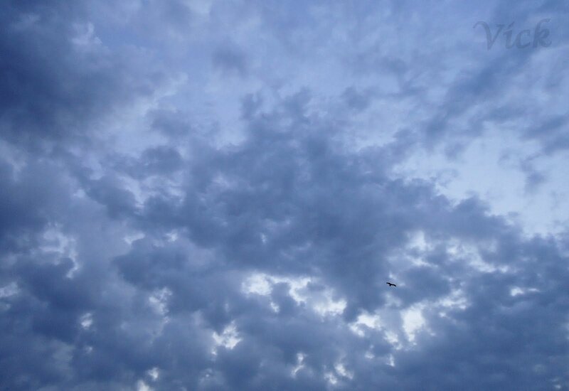 Bird Flying in Cloudy Sky — Blue