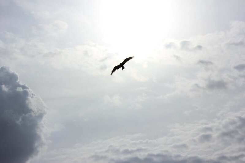 bird flying in cloudy sky