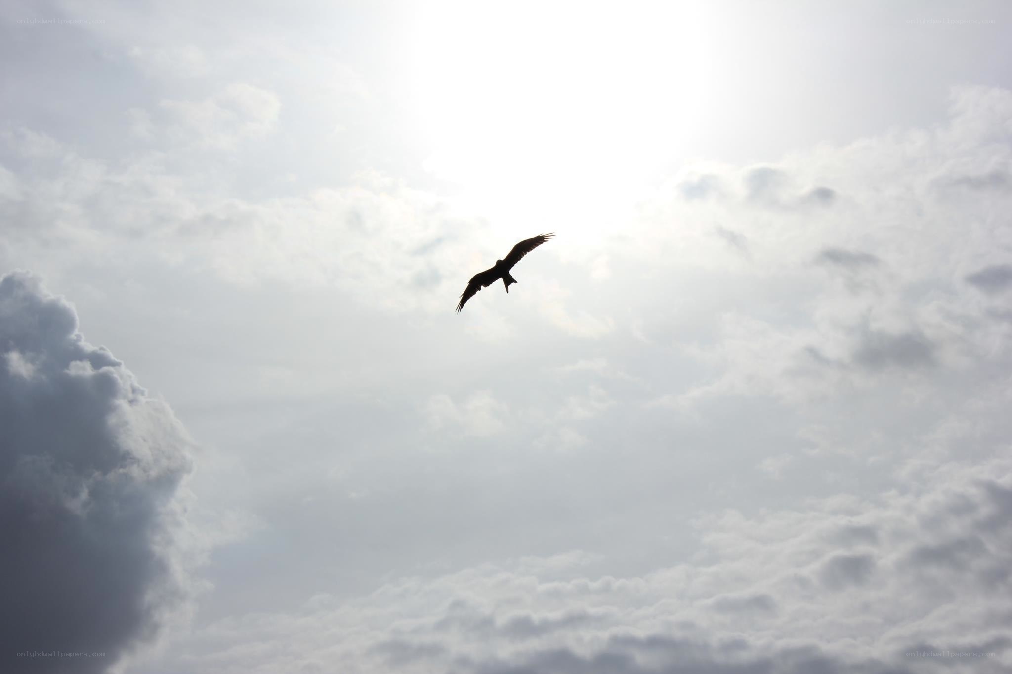 bird flying in cloudy sky