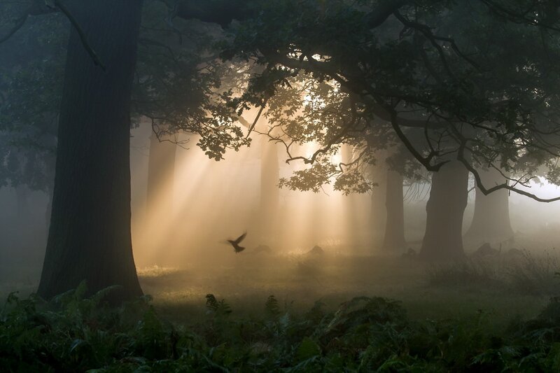 Bird Flying in Forest — Green, Serene, Morning