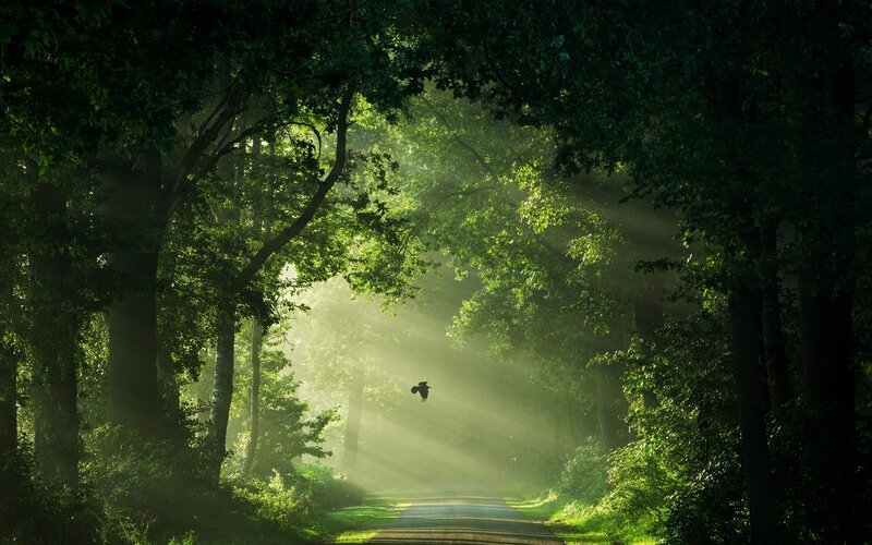 Bird Flying in Forest — Green, Serene