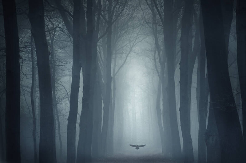 Bird Flying in Forest