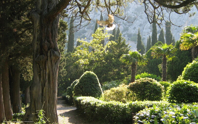 Bird Flying in Garden