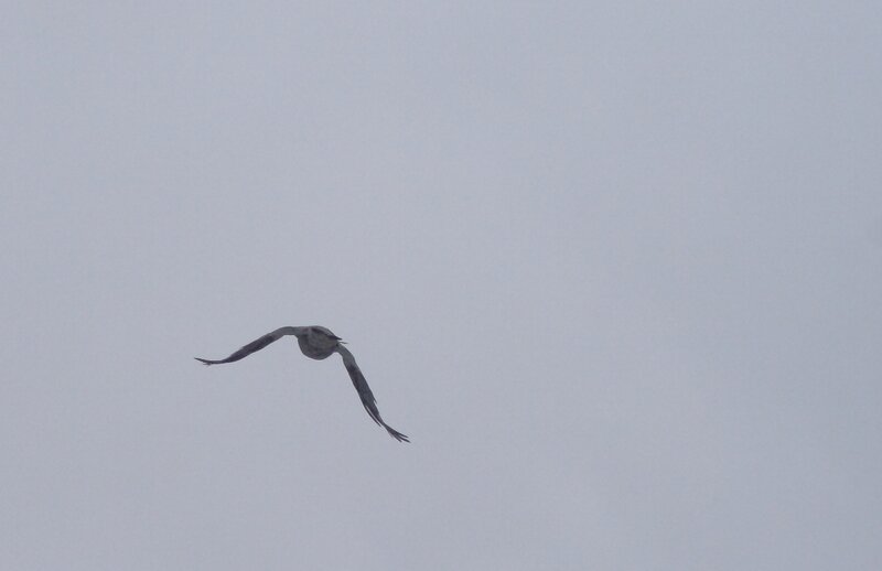 bird flying in gray sky