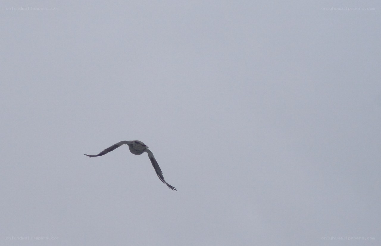 bird flying in gray sky