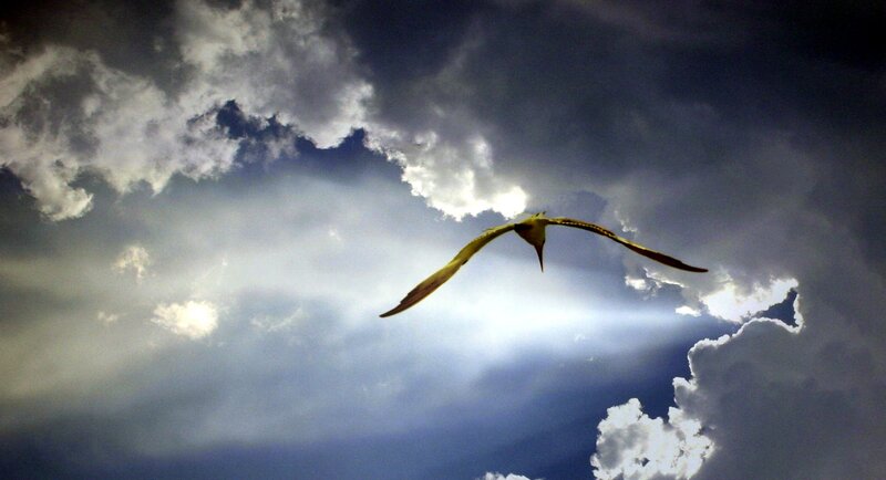 Bird Flying in Sky — Blue, Dramatic