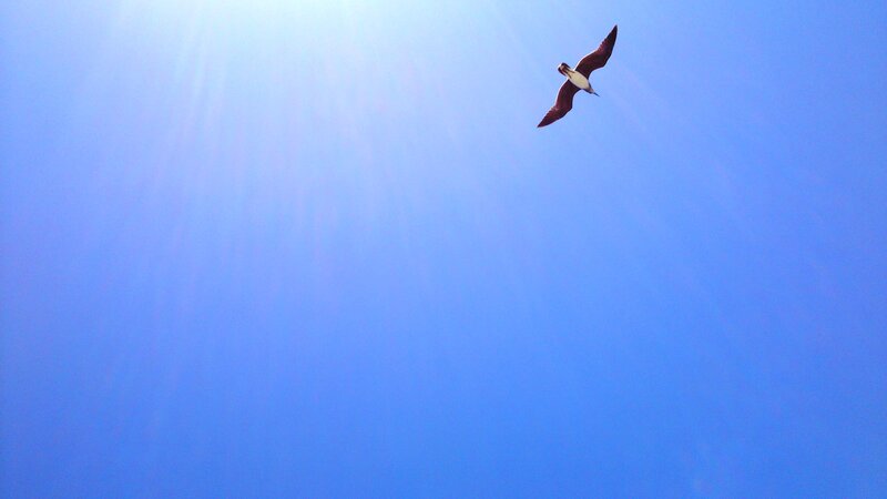 Bird Flying in Sky — Blue, Serene, Afternoon