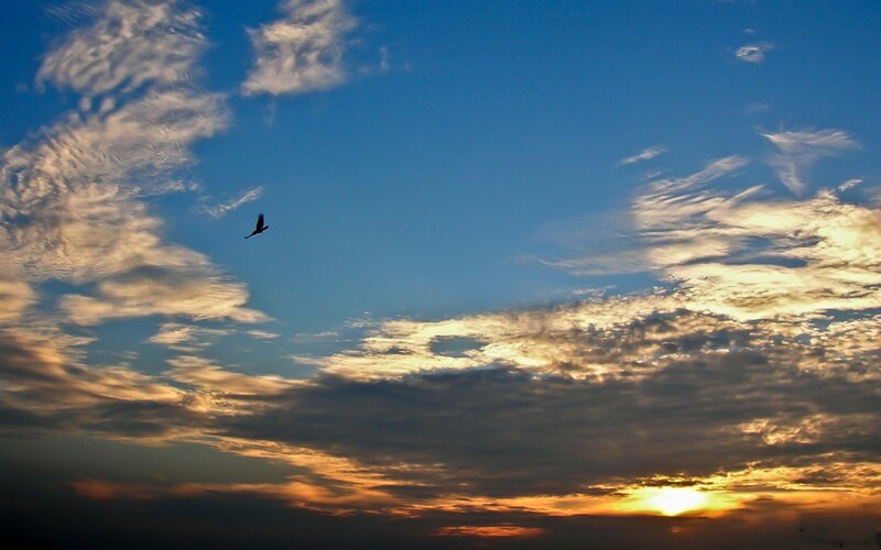 Bird Flying in Sky — Blue, Serene