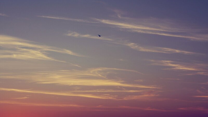 Bird Flying in Sky — Purple, Serene