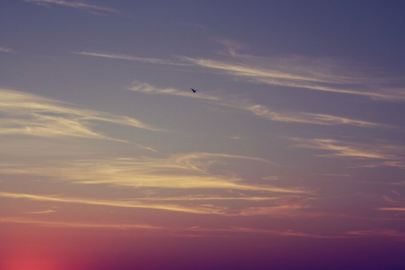 Bird Flying in Sky — Purple