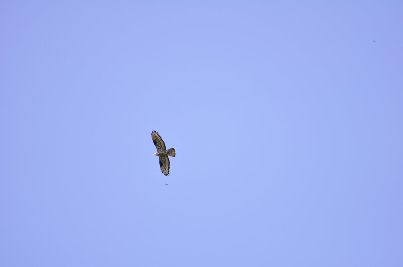 Bird Flying in Sky — Serene