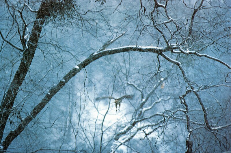 Bird flying in snowy forest