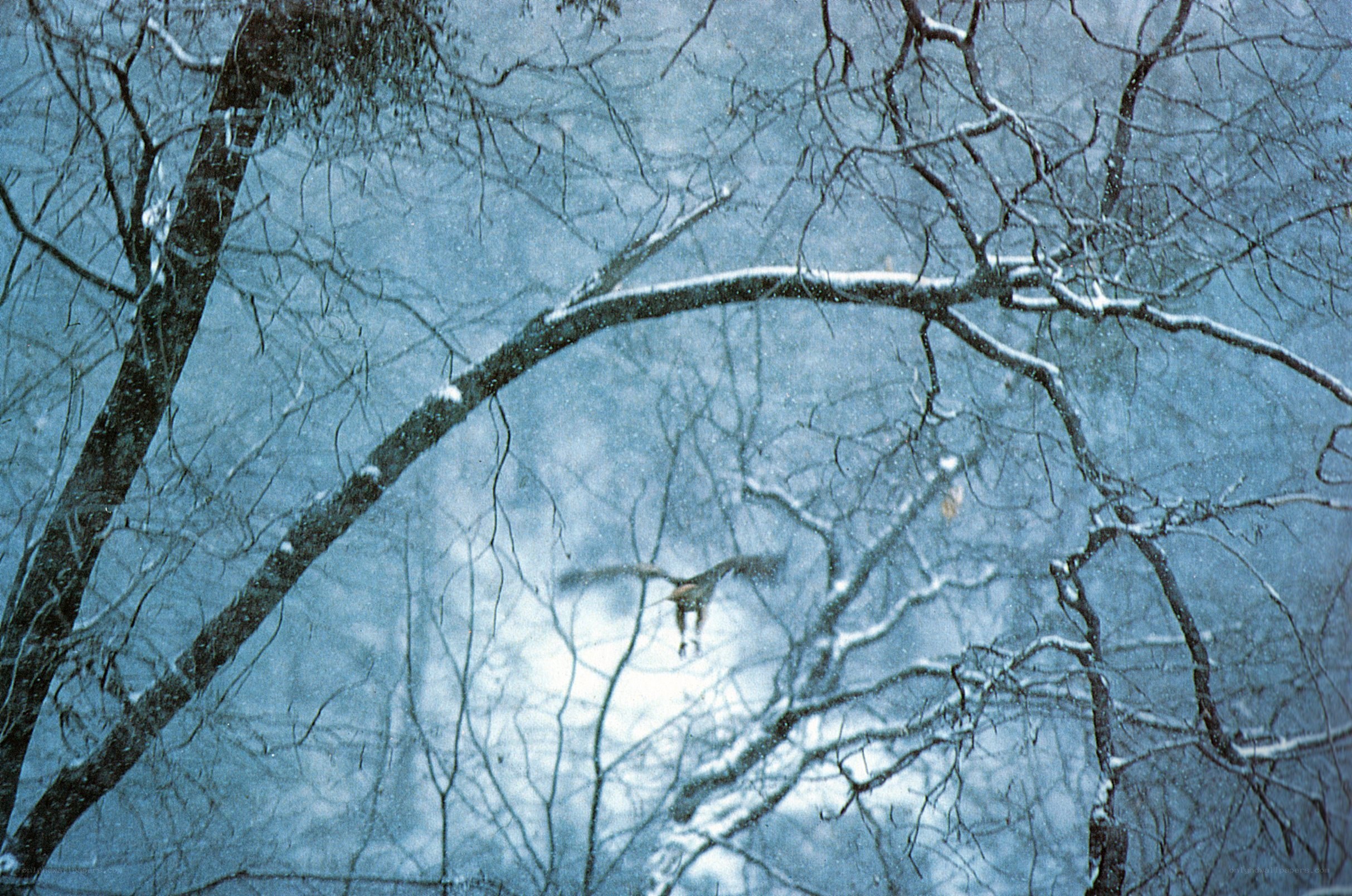 Bird flying in snowy forest