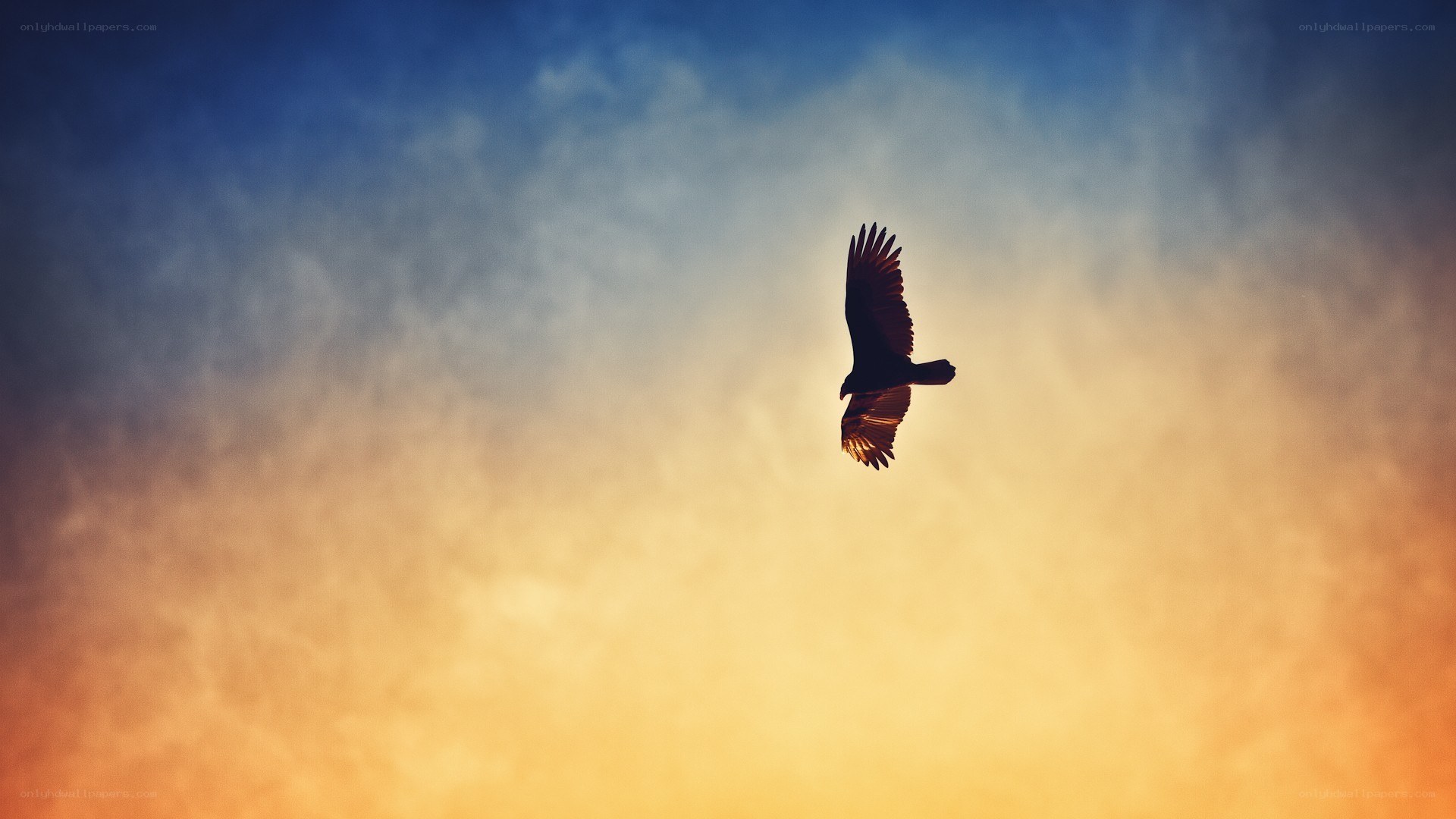 bird flying in sunset sky