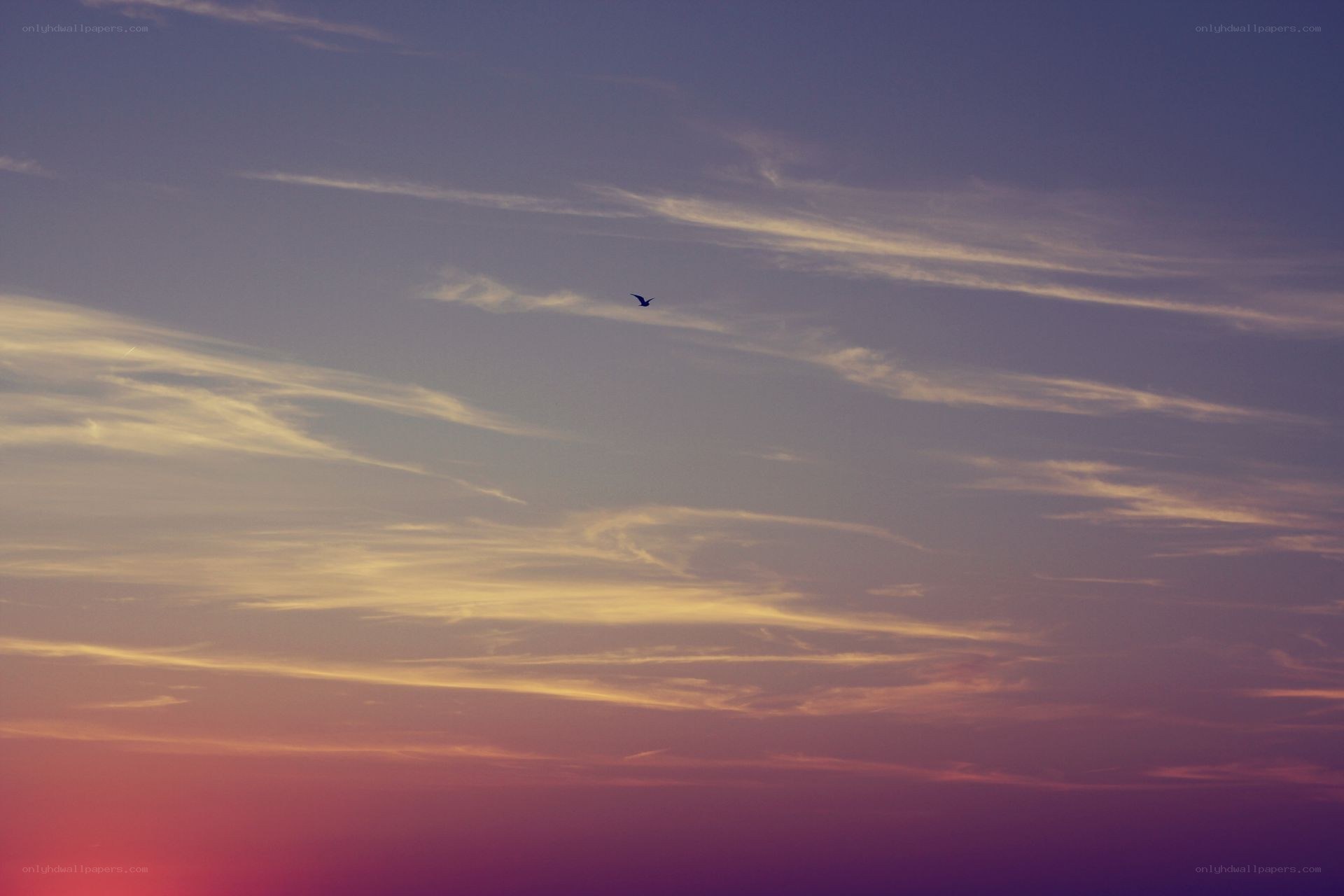 bird flying in sunset sky